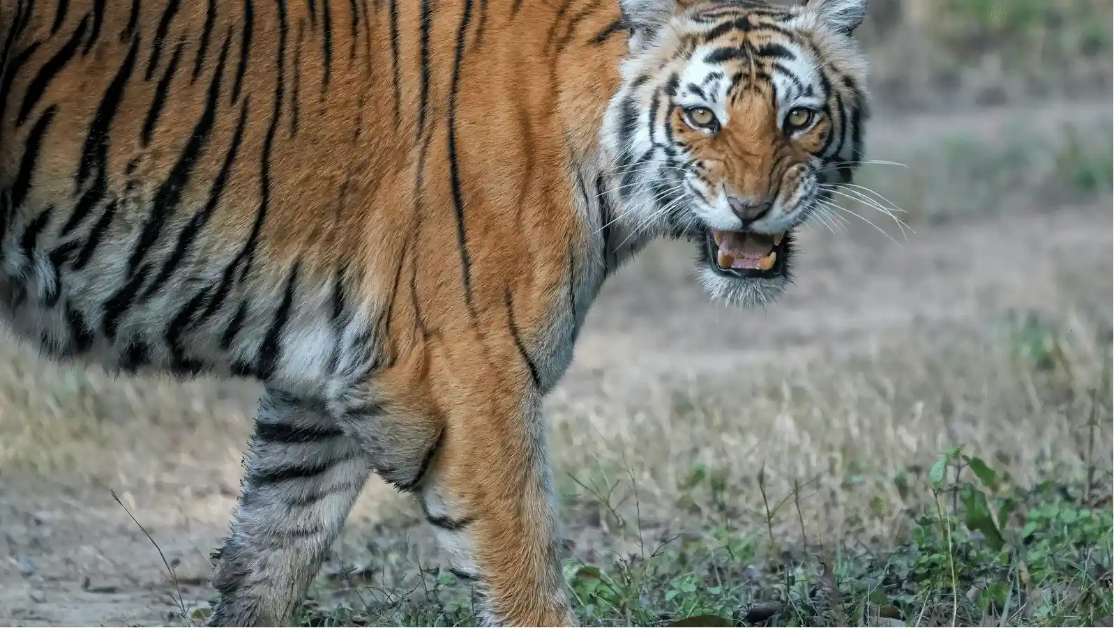 Corbett Tiger Reserve